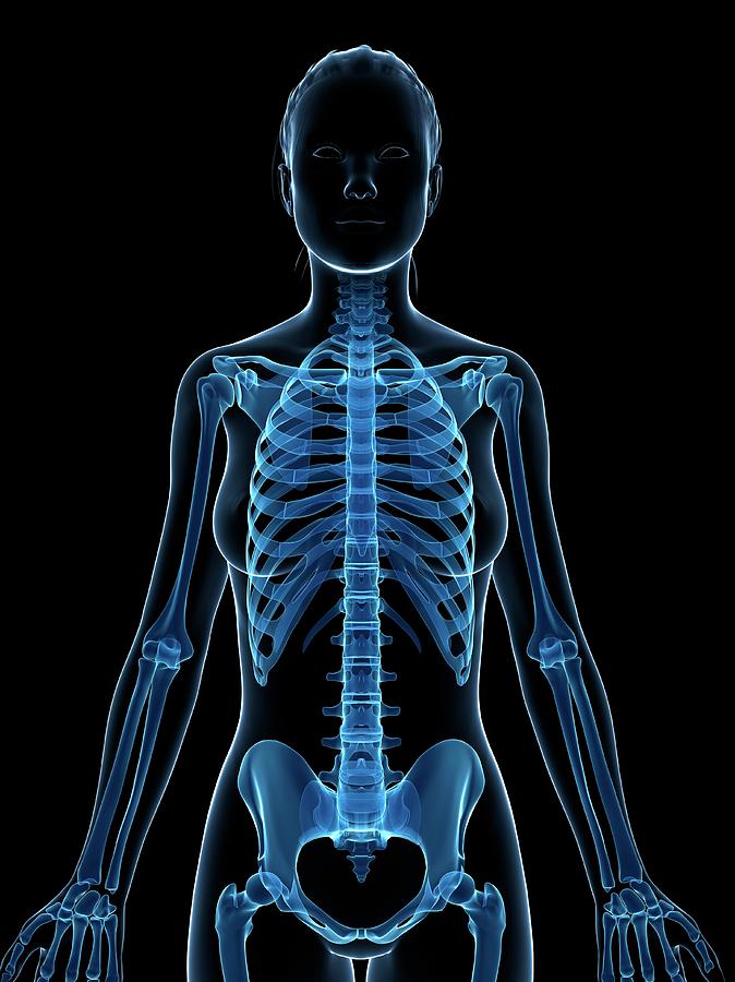 Skeleton Photograph - Female Skeleton #9 by Sebastian Kaulitzki
