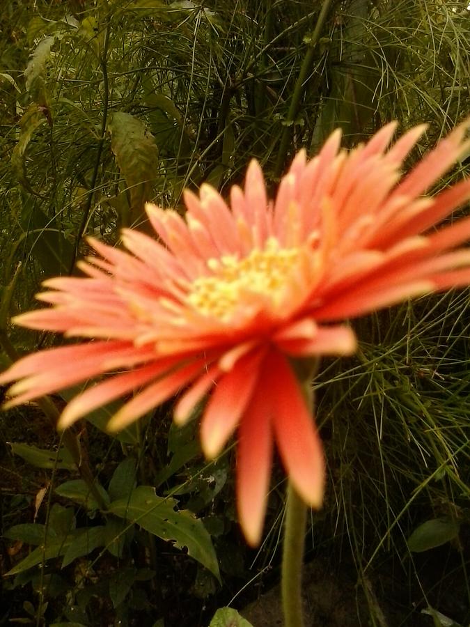 Flower #9 Photograph by Amisha Tripathy