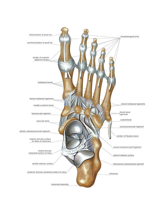 Foot Joints Photograph By Asklepios Medical Atlas 6930