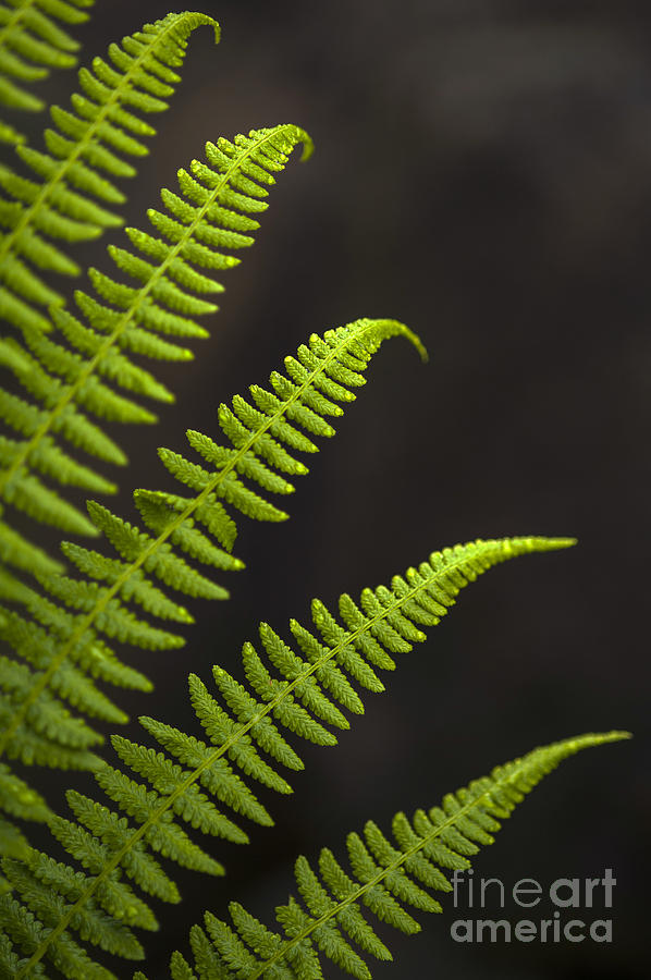 Forest setting with close-ups of ferns #9 Photograph by Jim Corwin