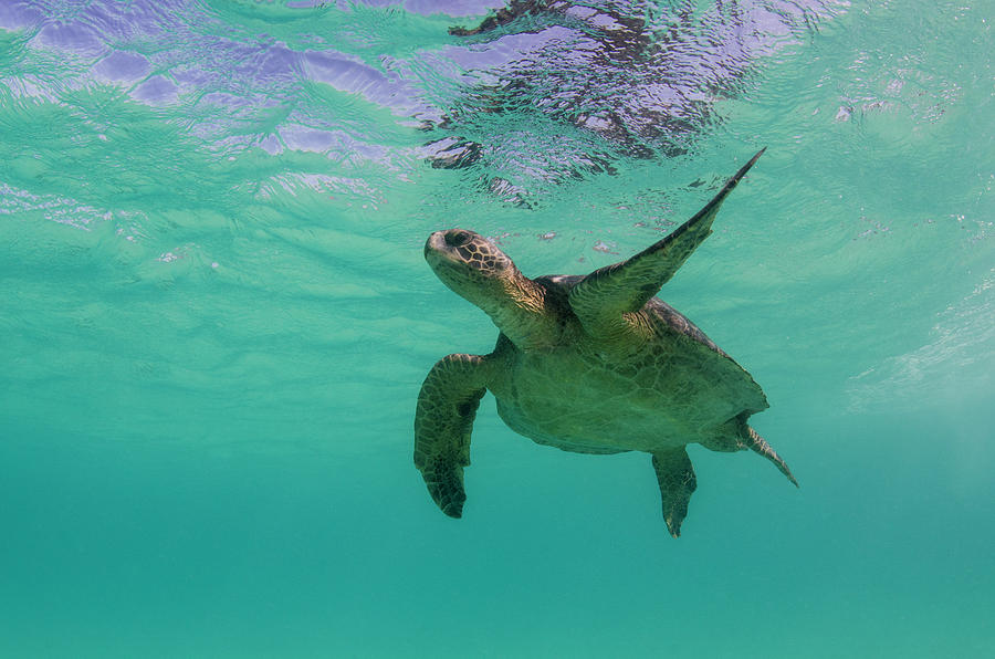 Galapagos Green Sea Turtle (chelonia Photograph by Pete Oxford - Pixels