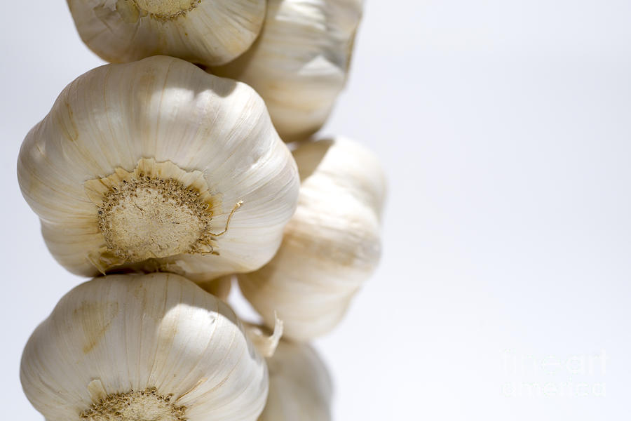 Vegetable Photograph - Garlic #9 by Mats Silvan