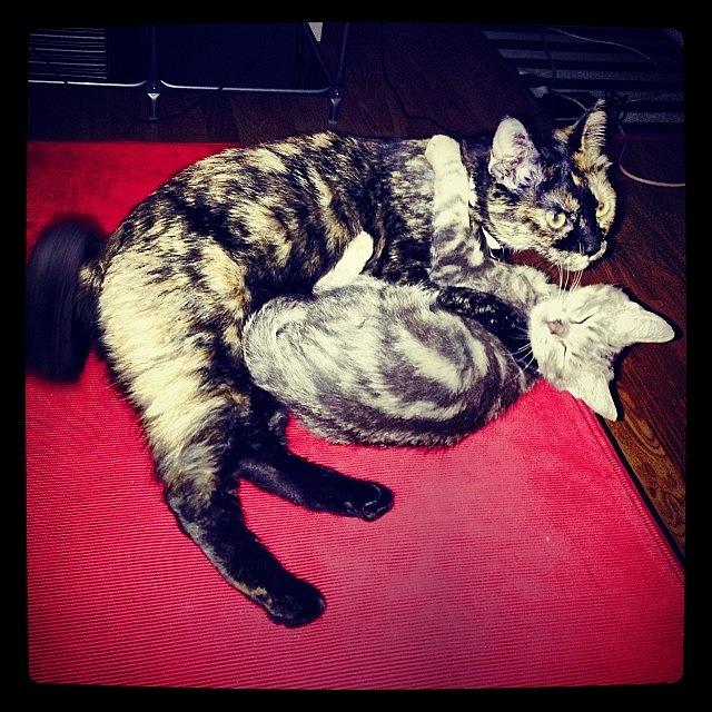 Cat Photograph - #gatos #gatoslindos #gatostagram #9 by Ana V