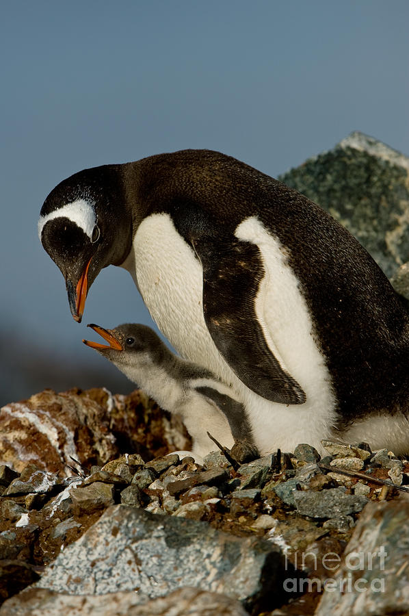 Gentoo Penguin With Young #9 Photograph by John Shaw