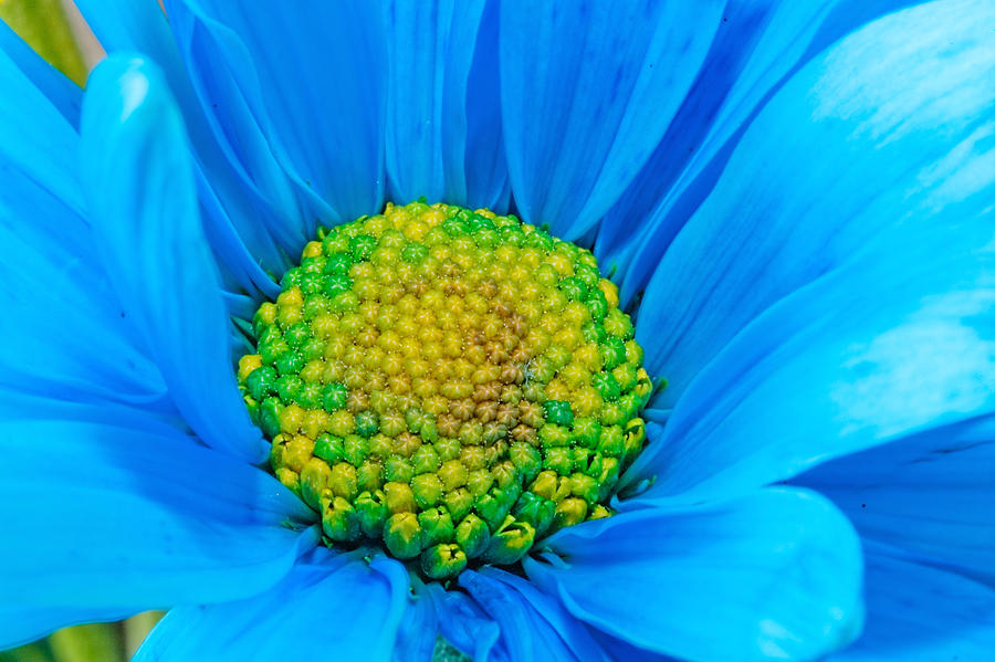 Gerber Flower #9 Photograph by Peter Lakomy