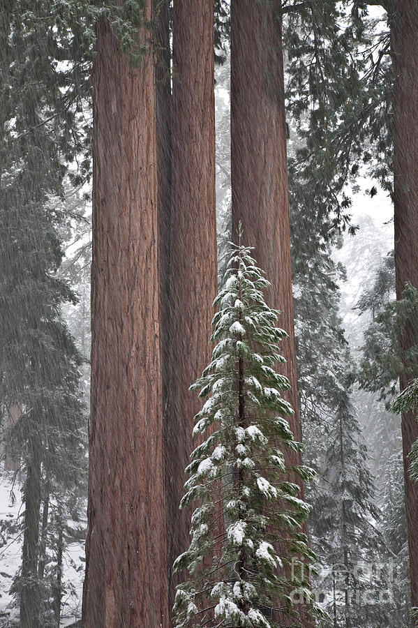 Giant Sequoias #9 Photograph by Gregory G. Dimijian, M.D.