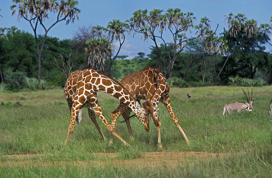 Girafe Reticulee Giraffa Camelopardalis Photograph by Gerard Lacz ...