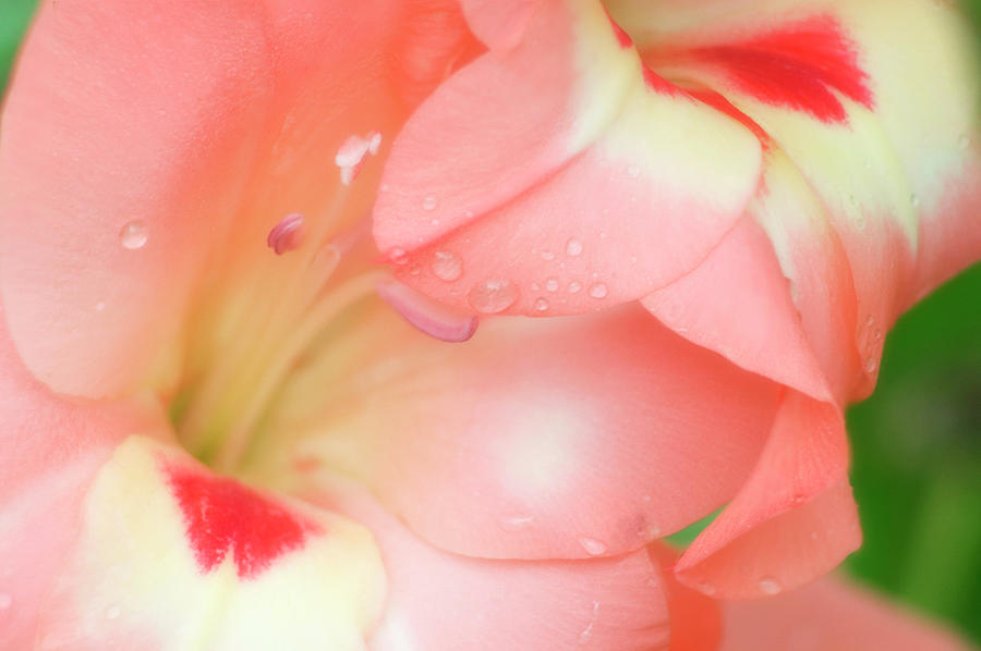 Nature Photograph - Gladiolus (gladiolus Sp.) #9 by Maria Mosolova/science Photo Library