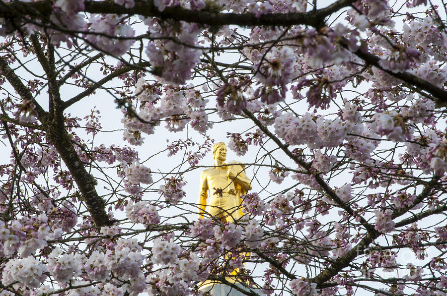 Salem Photograph - Gold Man and Cherry Blossoms #9 by M J