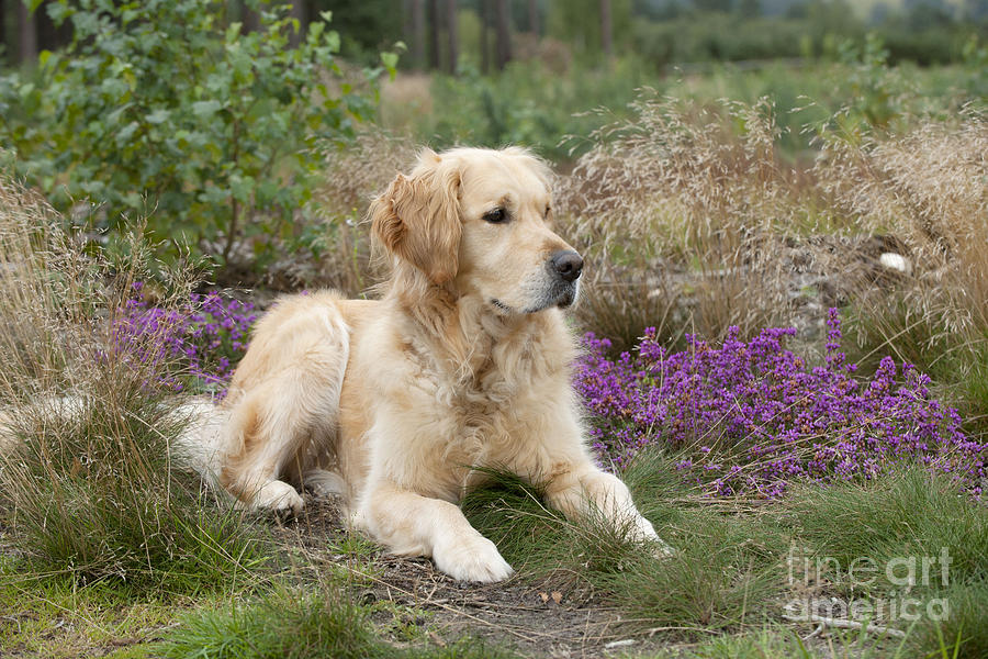 Golden Retriever Dog #9 Photograph by John Daniels