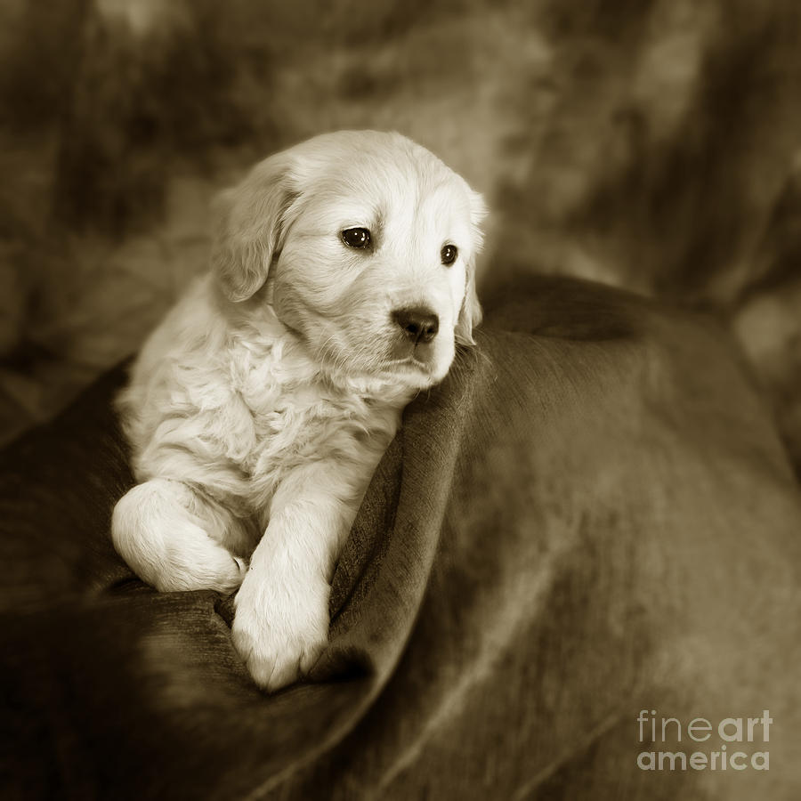 Golden retriever puppy #9 Photograph by Ang El
