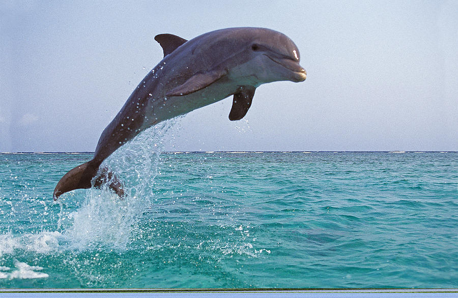 https://images.fineartamerica.com/images-medium-large-5/9-grand-dauphin-tursiops-truncatus-gerard-lacz.jpg
