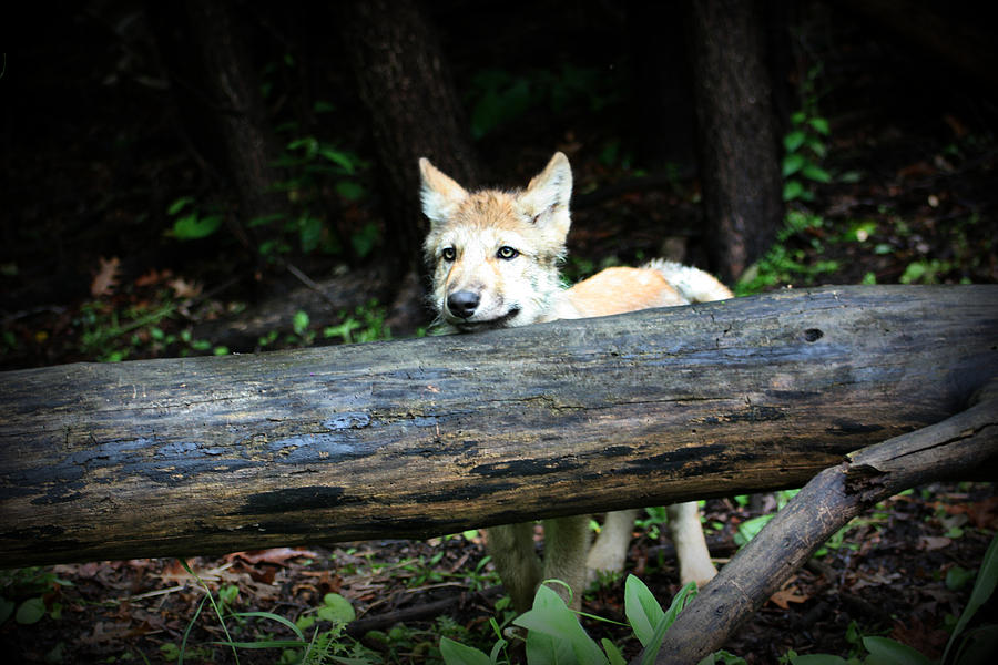 Gray Wolf Pup #9 Photograph by Amanda Stadther