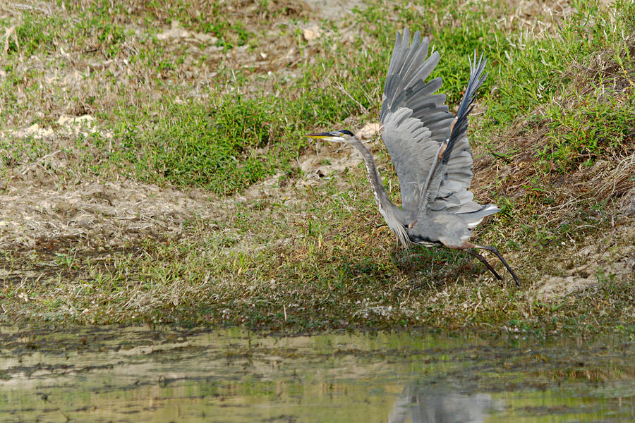 Great Blue Heron In Flight Photograph