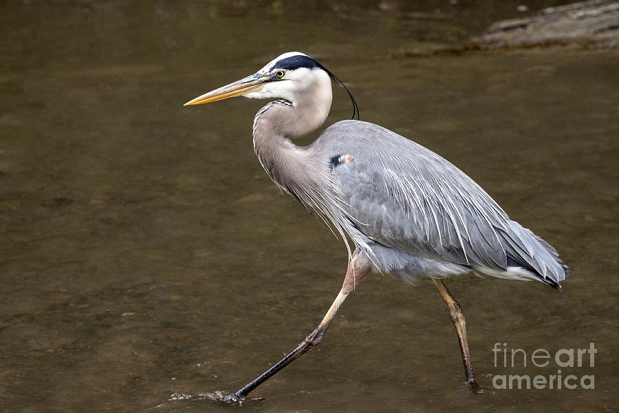 Great Blue Heron Series 3 Photograph by Jeannette Hunt