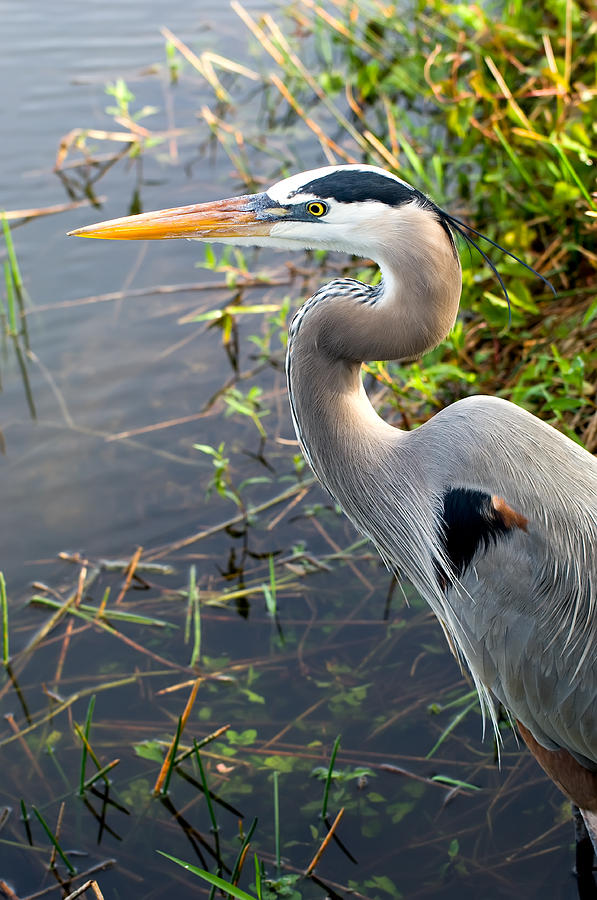 Nature Photograph - Great Blue Heron #9 by Richard Leighton