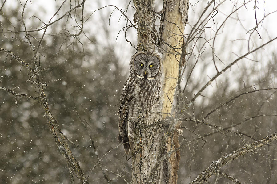Great Grey Owl #9 Photograph by Josef Pittner