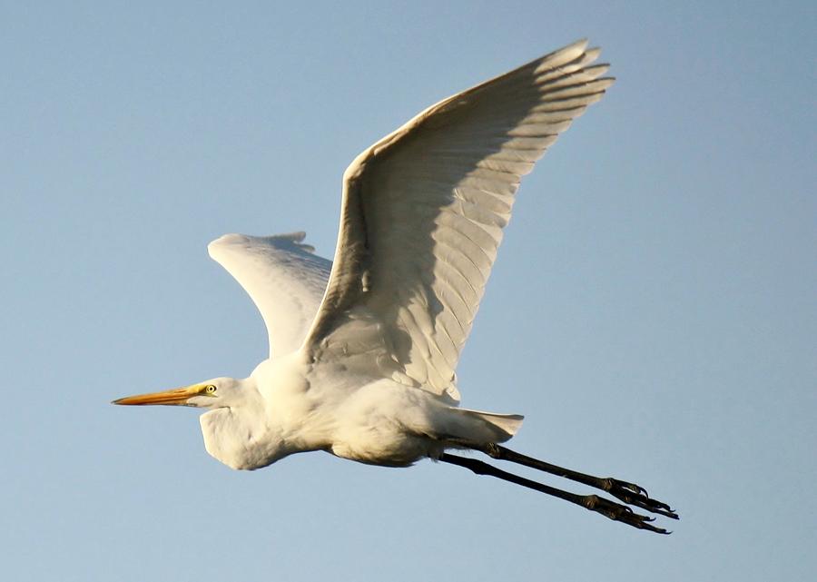 Great White Egret in Flight Photograph by Paulette Thomas - Fine Art ...