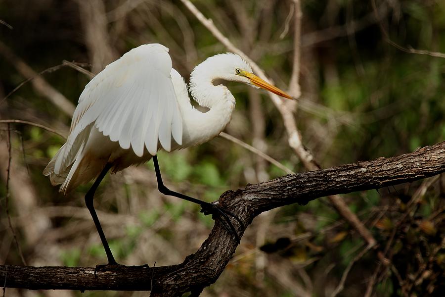 Great White Egret #9 Photograph by Joseph G Holland