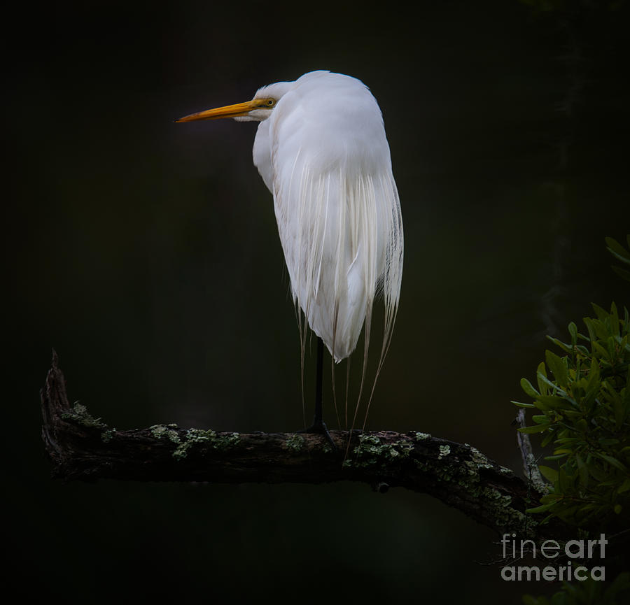 Egret Photograph - Great White Heron by Dale Powell