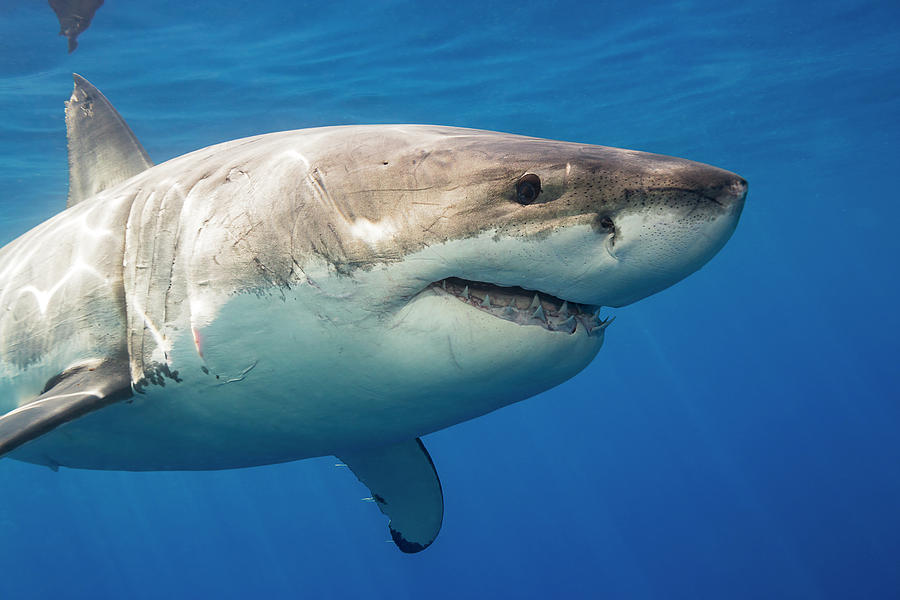 Great White Shark  Carcharodon #9 Photograph by Dave Fleetham