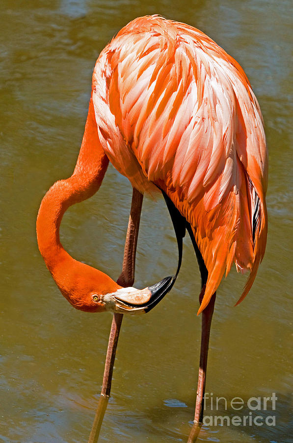 Greater Flamingo #9 Photograph by Millard H. Sharp