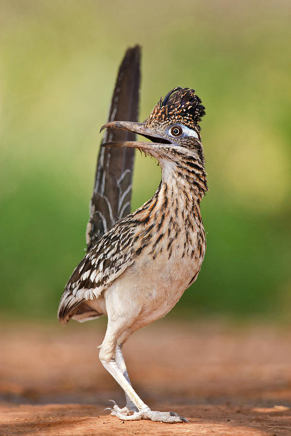 Bird Photograph - Greater Roadrunner (geococcyx #9 by Larry Ditto