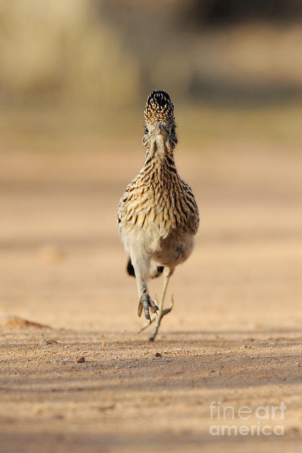 Greater Roadrunner #9 Photograph by Scott Linstead Greater Roadrunner #9 Photograph by Scott Linstead