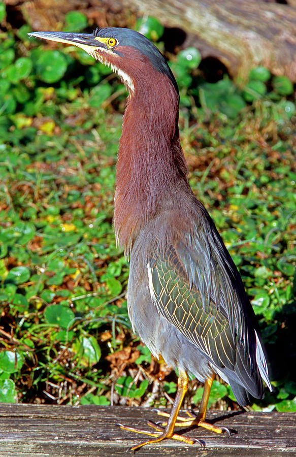 Green Back Heron Photograph By Millard H. Sharp - Fine Art America