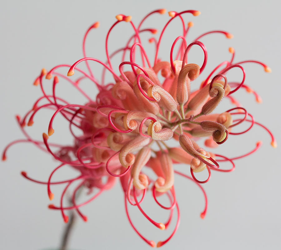 Grevillea flower #9 Photograph by Shirley Mitchell