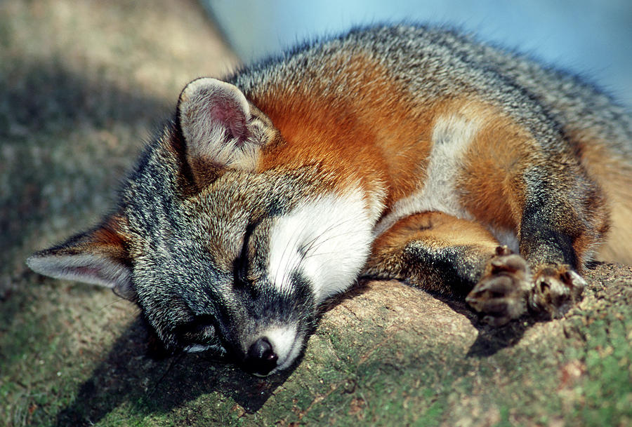 Grey Fox #9 Photograph by Millard H. Sharp