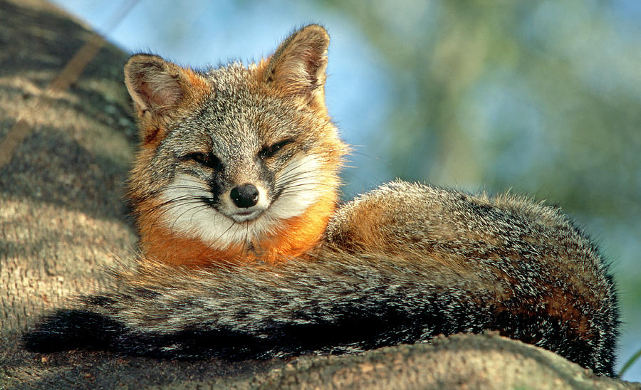 Grey Fox Urocyon Cinereoargenteus #9 Photograph by Millard H. Sharp