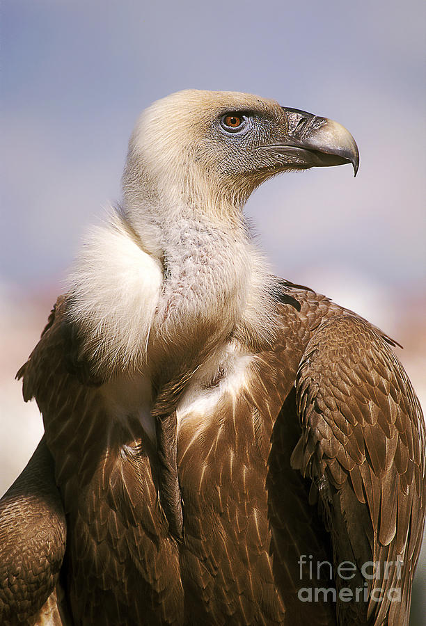 Griffon Vulture Gyps fulvus #9 Photograph by Eyal Bartov