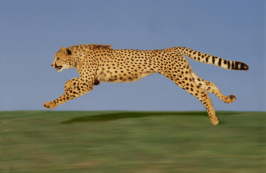 Guepard Acinonyx Jubatus #9 by Gerard Lacz