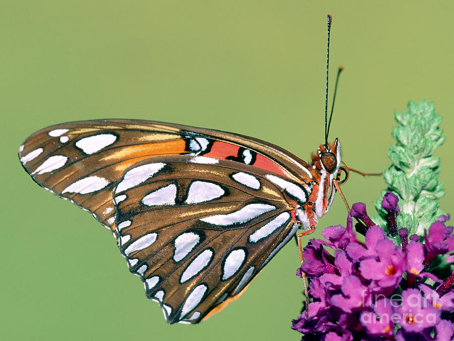 Gulf Fritillary Butterfly #9 Photograph by Millard H. Sharp