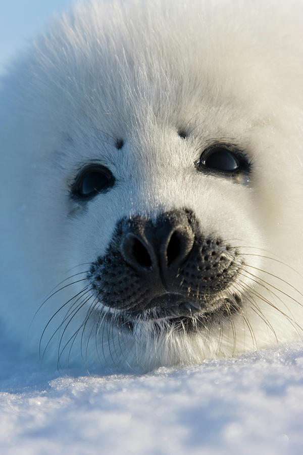 Nature Photograph - Harp Seal Pup, Close Up, Iles De La #9 by Keren Su