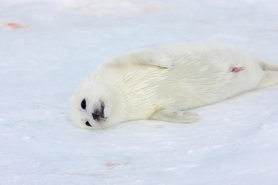 Nature Photograph - Harp Seal Pup On Ice, Iles De La #9 by Keren Su