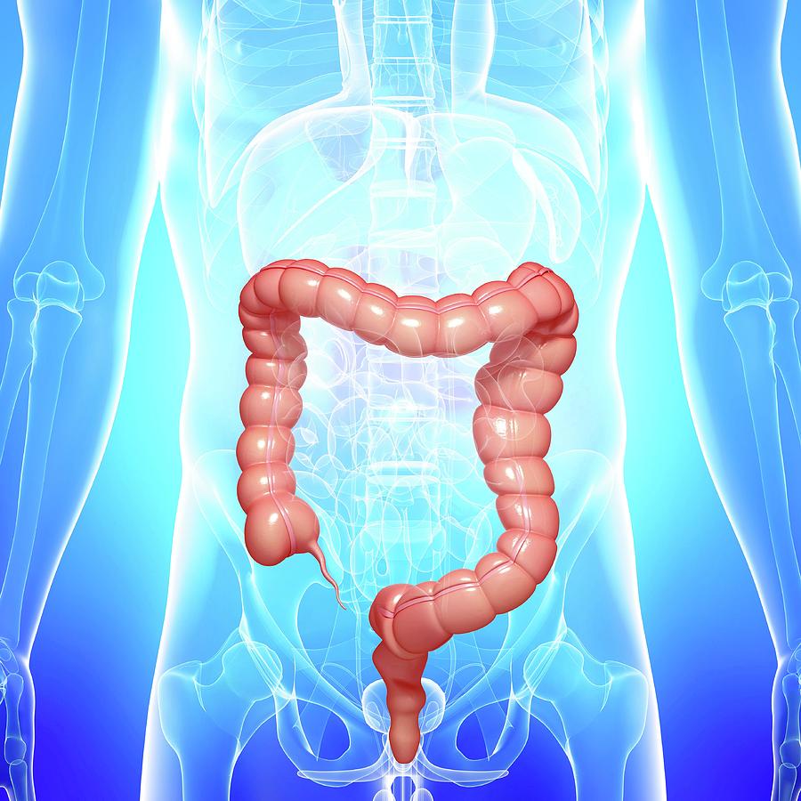 Healthy Large Intestines Photograph by Pixologicstudio/science Photo ...