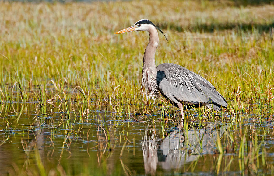 Heron Photograph By Elijah Weber - Fine Art America