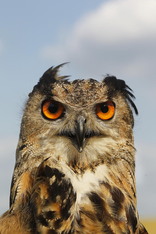 Hibou Grand Duc Deurope Bubo Bubo Photograph By Gerard Lacz