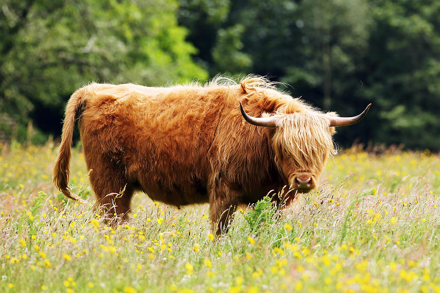 Highland Cow #9 Photograph by Grant Glendinning