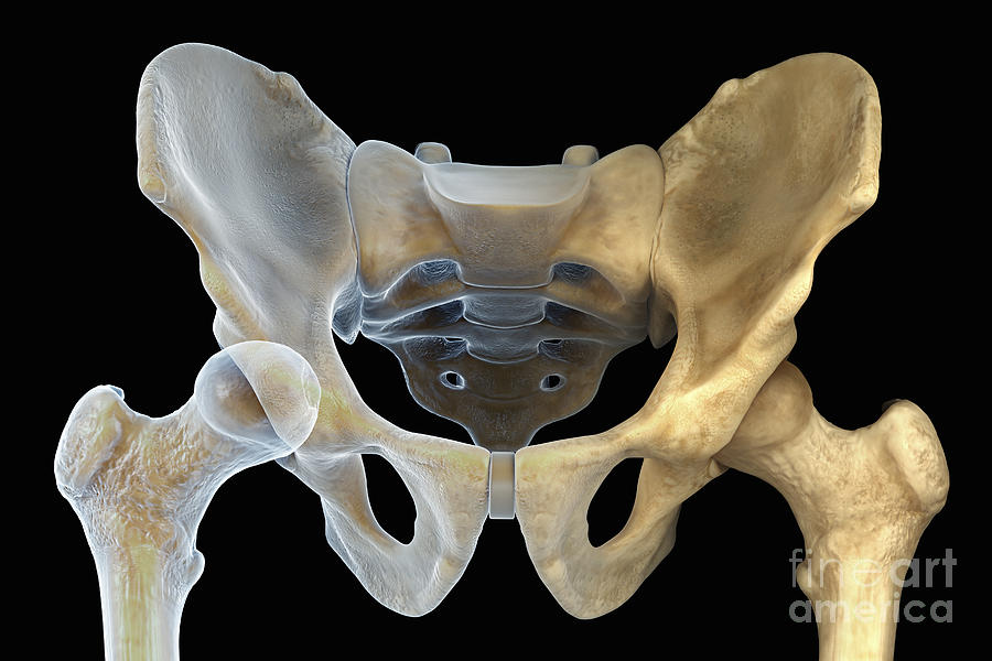 Hip Bones Male #9 Photograph by Science Picture Co