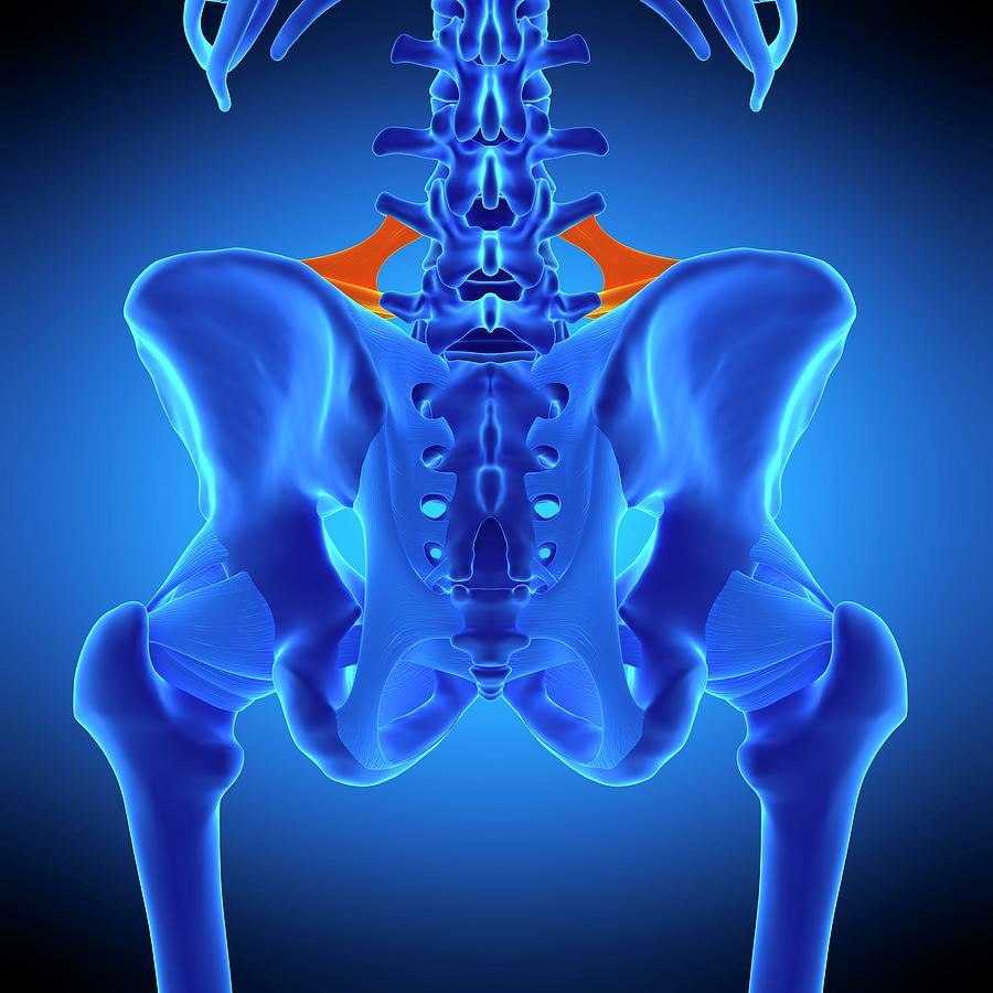 Hip Ligament 9 By Sebastian Kaulitzki Science Photo Library