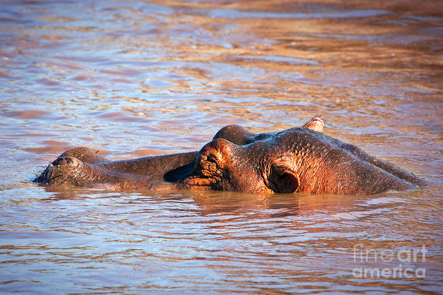 Hippopotamus Photograph - Hippopotamus in river. Serengeti. Tanzania #9 by Michal Bednarek