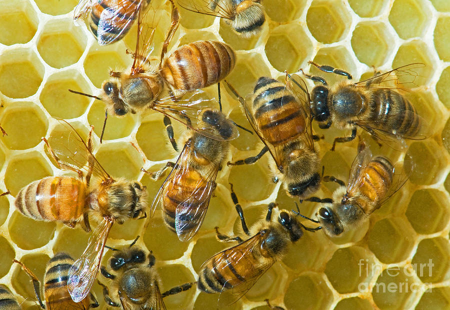 Honey Bees In Hive #9 Photograph by Millard H. Sharp