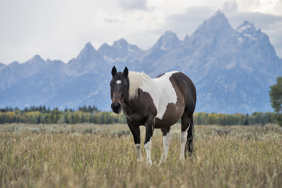 Horse In Grand Teton National Park, Wy #9 Photograph by Mark Newman