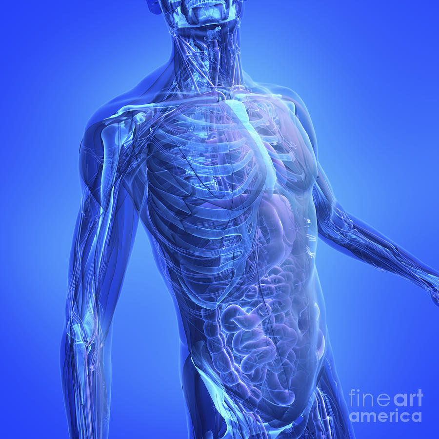 Human Anatomy Photograph by Science Picture Co | Fine Art America