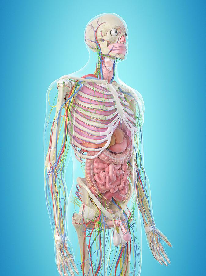 Human Anatomy Photograph By Sciepro - Fine Art America