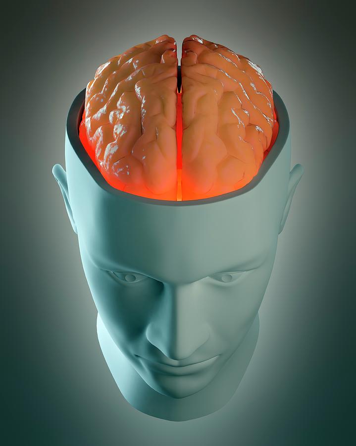 Human Brain #9 Photograph by Andrzej Wojcicki/science Photo Library