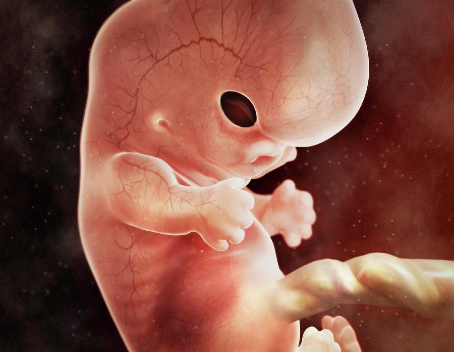 Human Foetus In The Womb #9 Photograph by Medi-mation/science Photo Library
